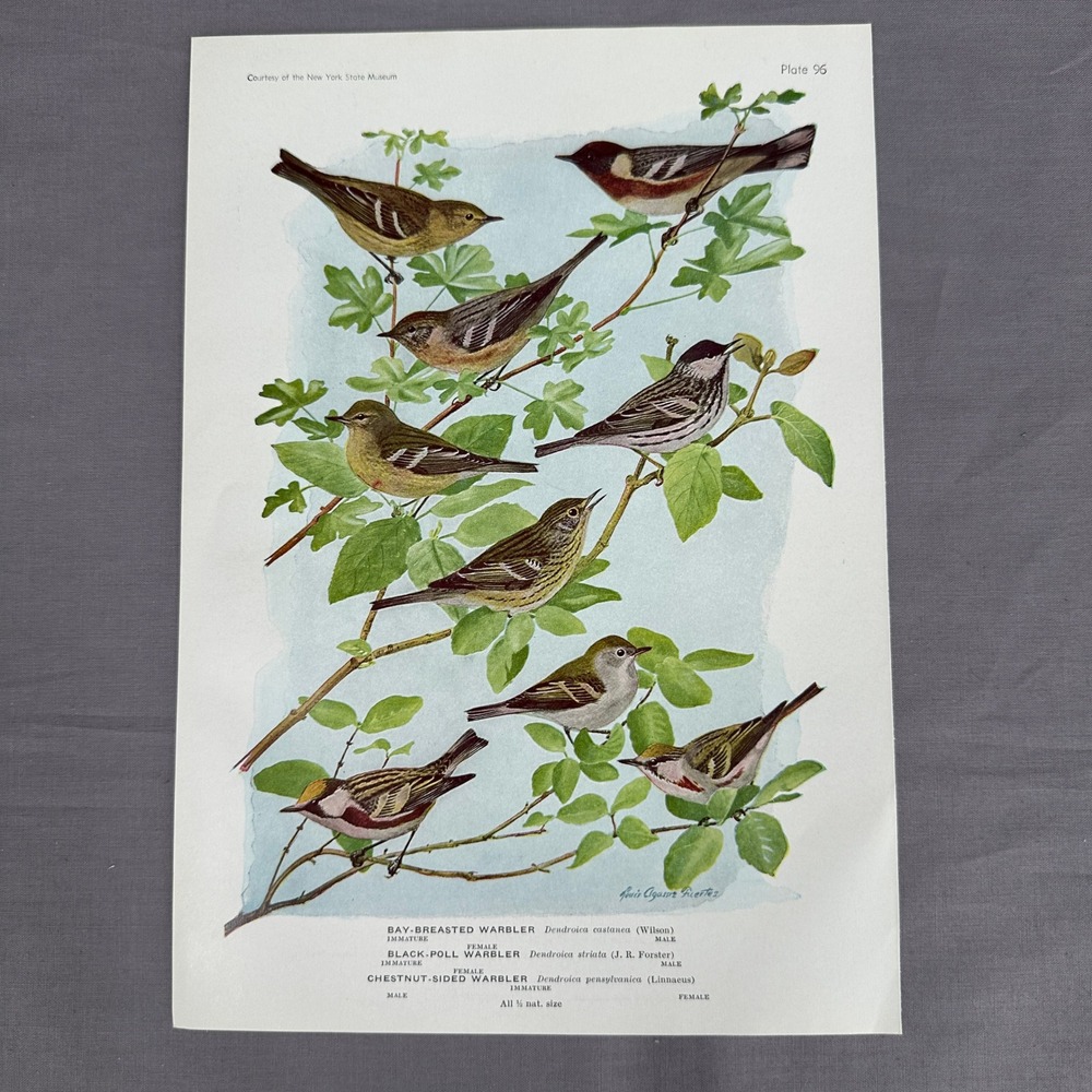 1936 Louis Fuertes Bay Breasted Black Poll Warbler Bird Plate Vtg Art Wall Print